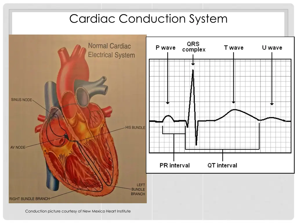 cardiac conduction system 1