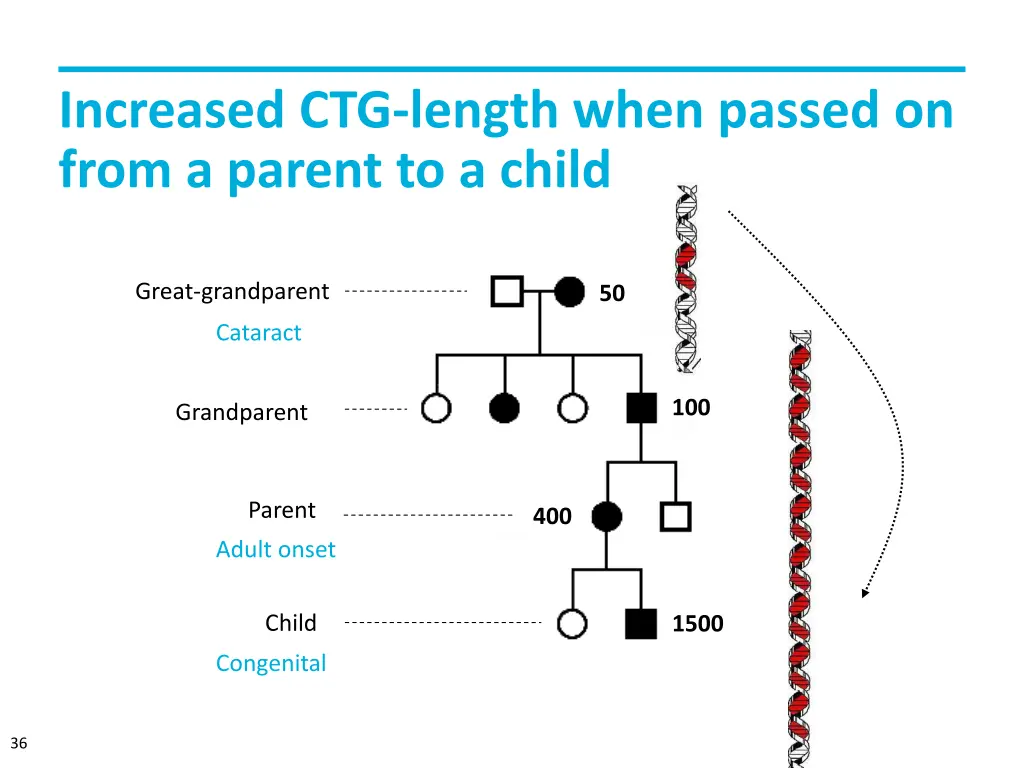 increased ctg length when passed on from a parent 1