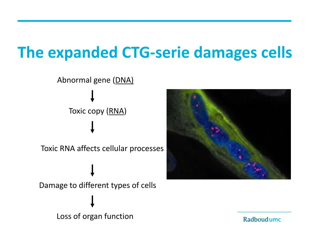 the expanded ctg serie damages cells