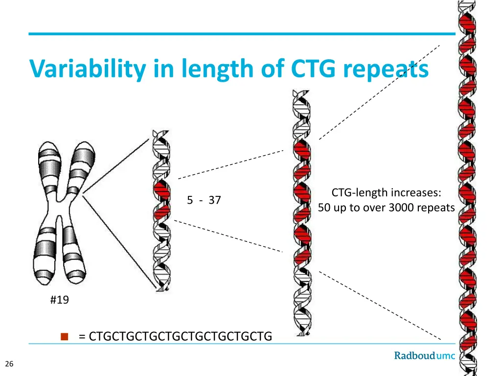 variability in length of ctg repeats