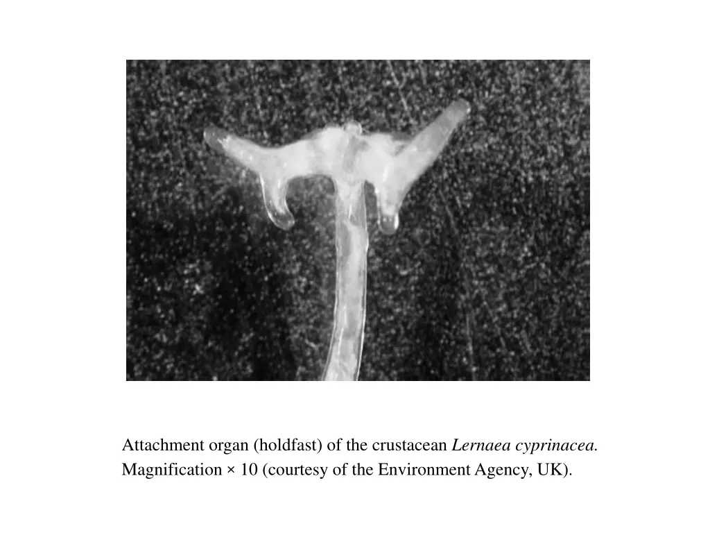 attachment organ holdfast of the crustacean