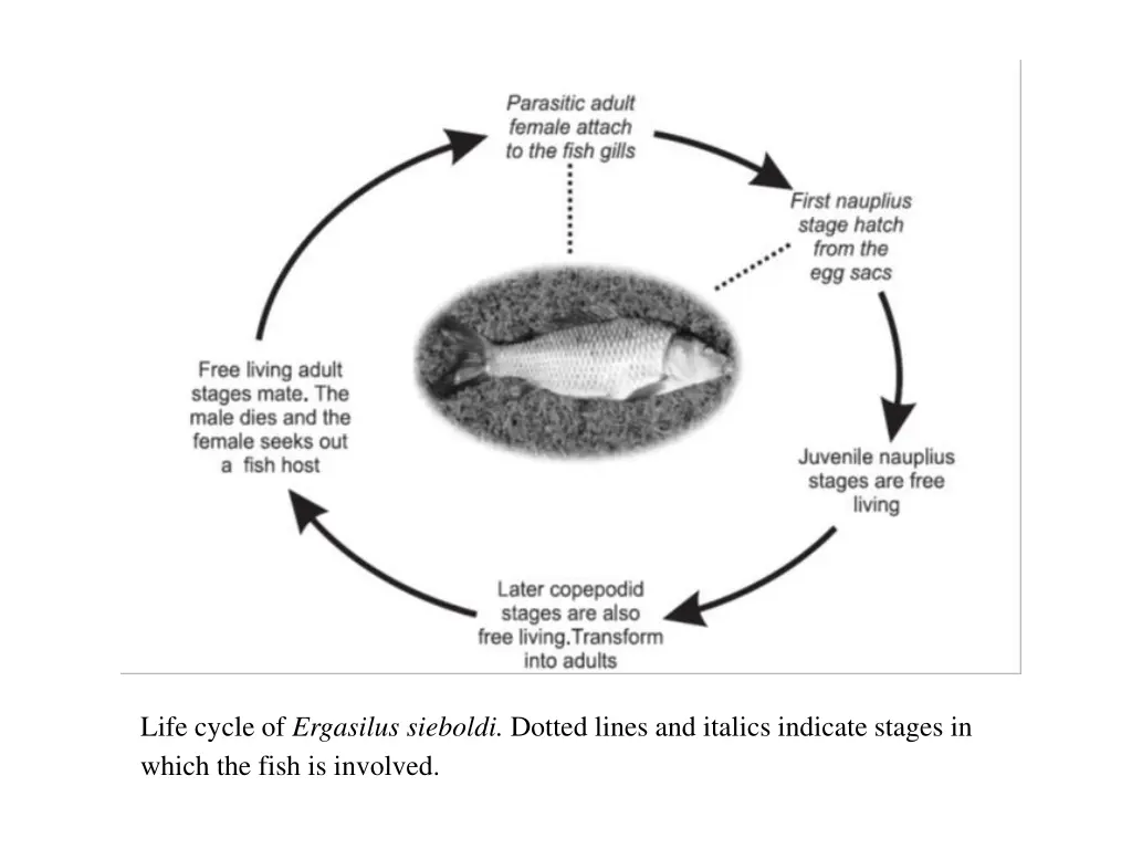 life cycle of ergasilus sieboldi dotted lines