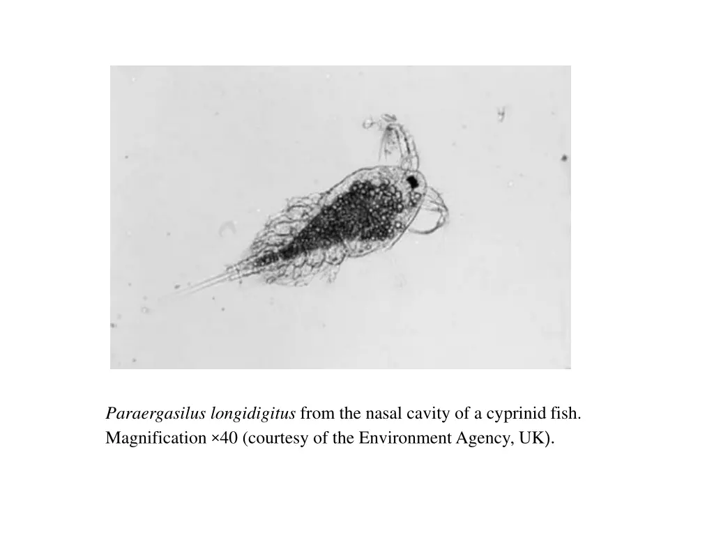 paraergasilus longidigitus from the nasal cavity