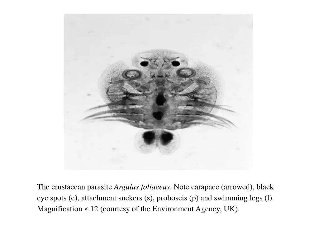 the crustacean parasite argulus foliaceus note