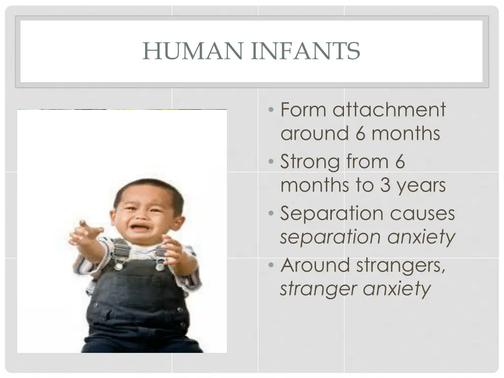 human infants