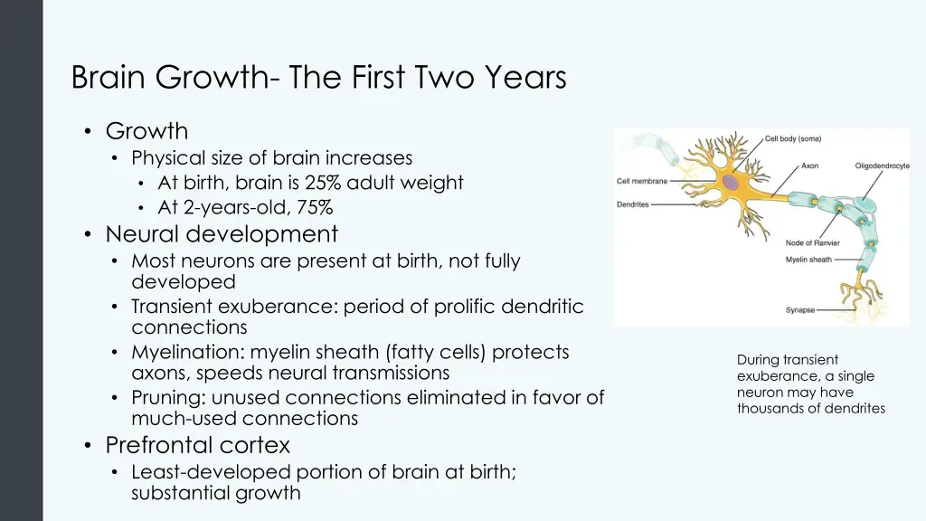 brain growth the first two years