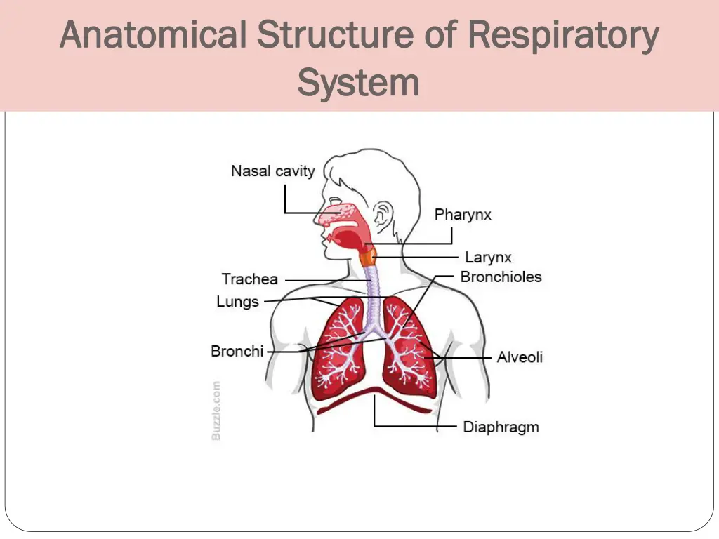 anatomical structure of respiratory anatomical