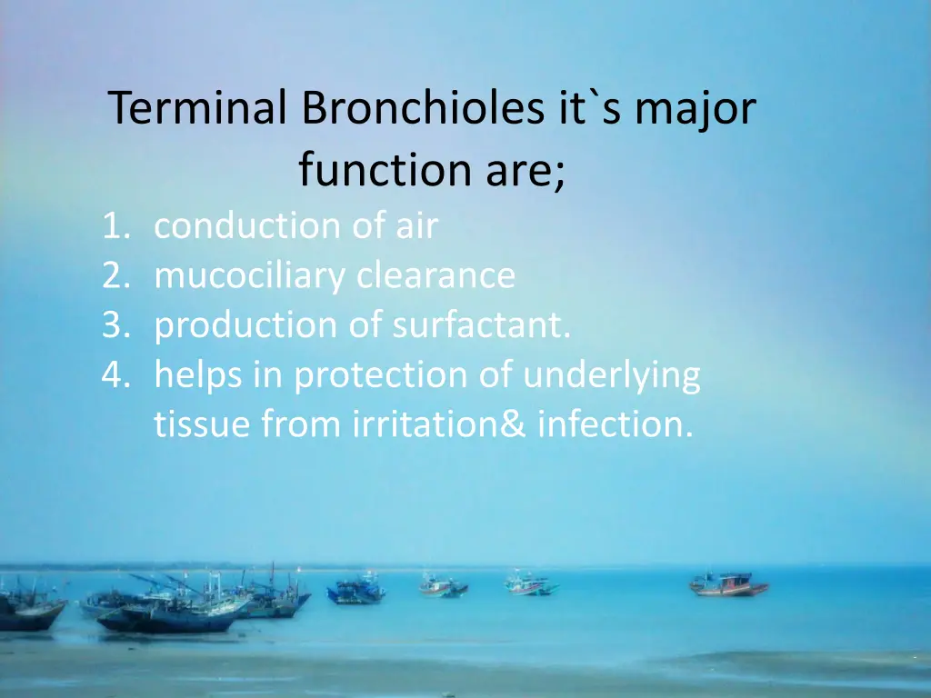 terminal bronchioles it s major function