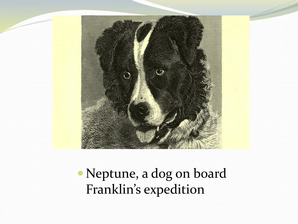 neptune a dog on board franklin s expedition