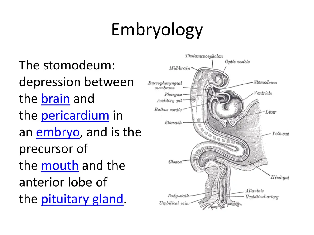 embryology