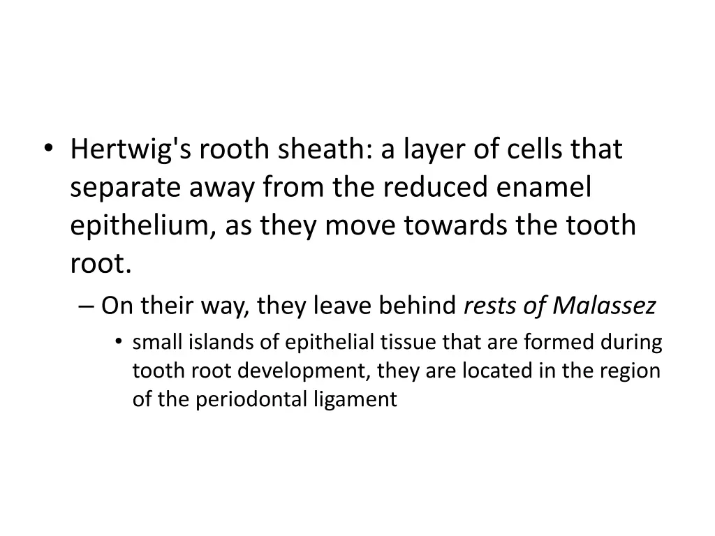 hertwig s rooth sheath a layer of cells that