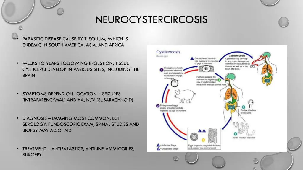 neurocystercircosis