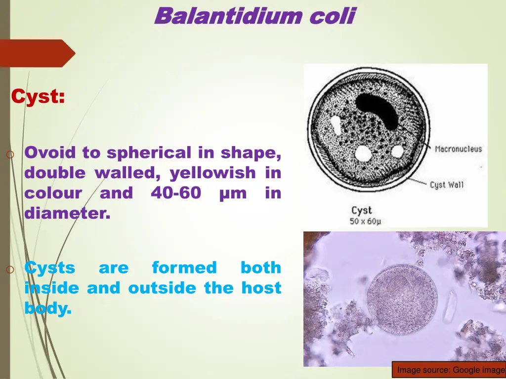 balantidium balantidium coli 1