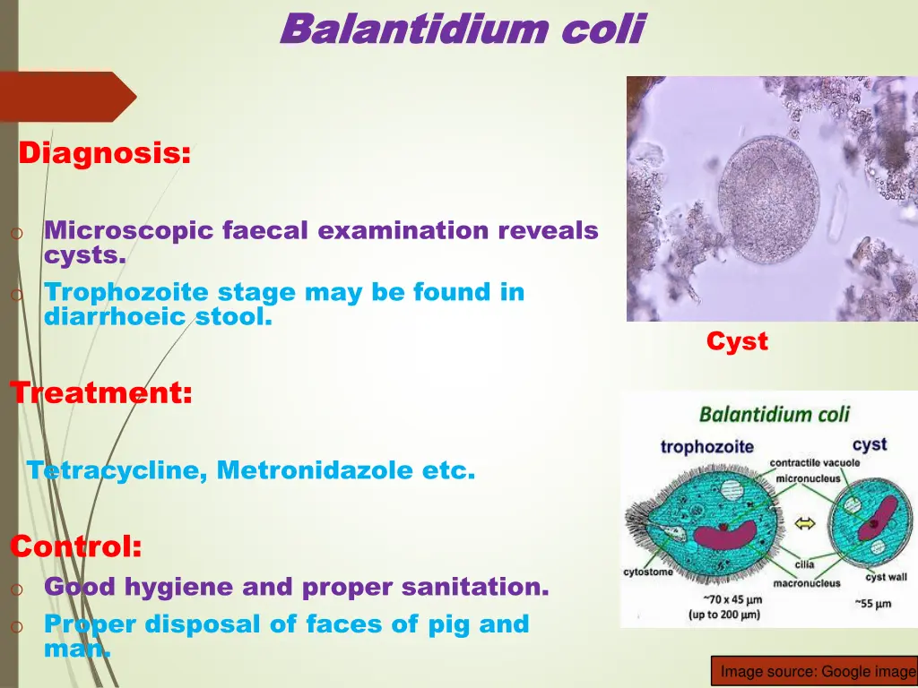 balantidium balantidium coli 4