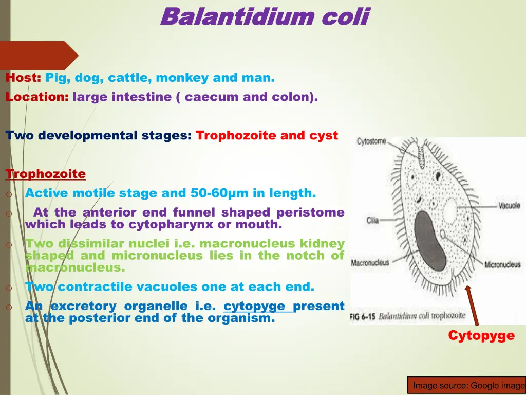 balantidium balantidium coli