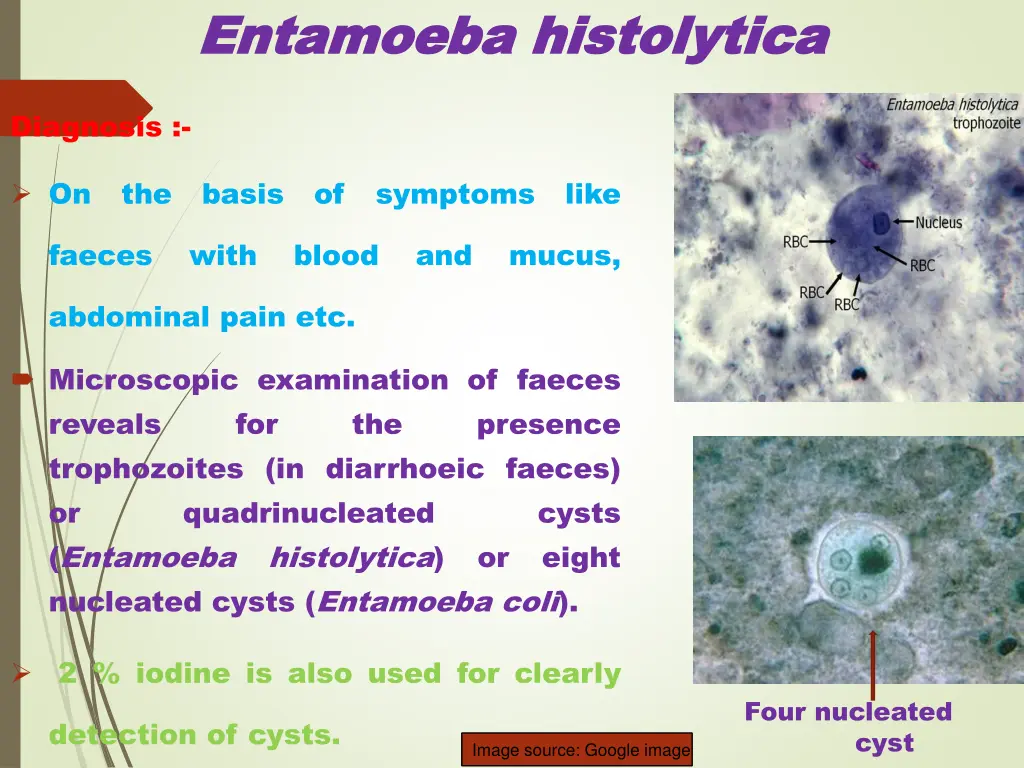 entamoeba entamoeba histolytica 6