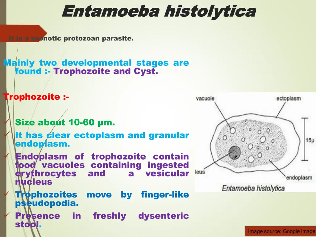 entamoeba entamoeba histolytica