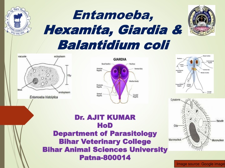 entamoeba hexamita hexamita giardia giardia