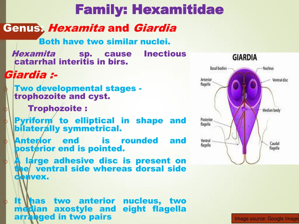 family family hexamitidae hexamitidae genus