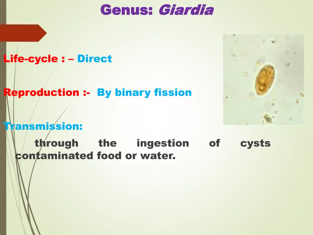 genus genus giardia giardia 2