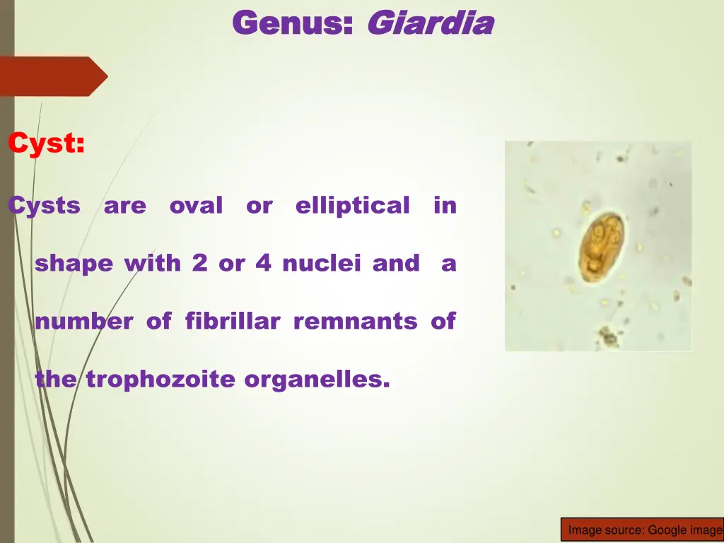 genus genus giardia giardia