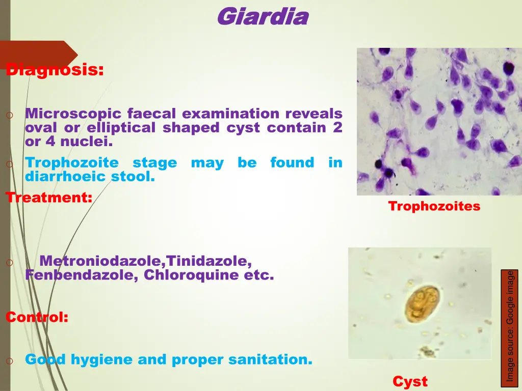 giardia giardia 1