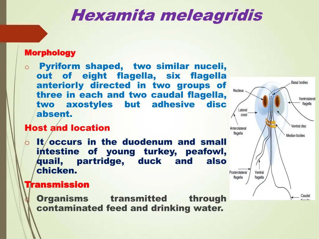 hexamita meleagridis