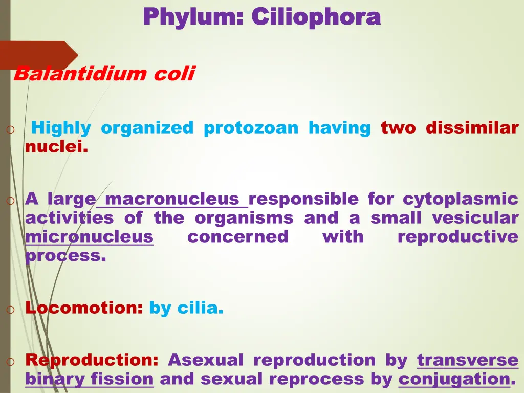 phylum phylum c ciliophora