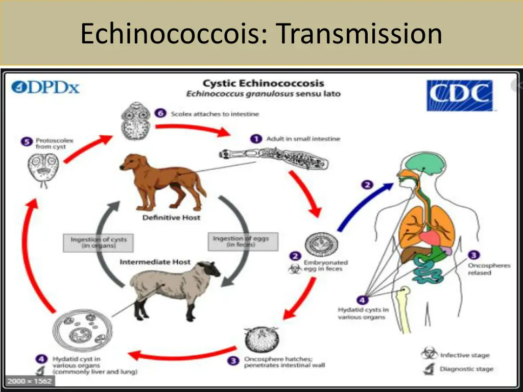 echinococcois transmission