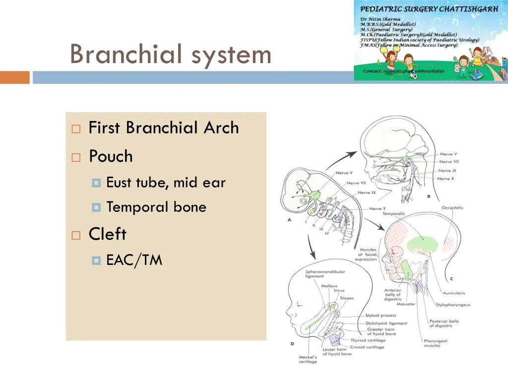 branchial system 1