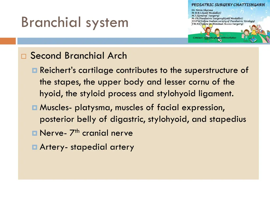 branchial system 2