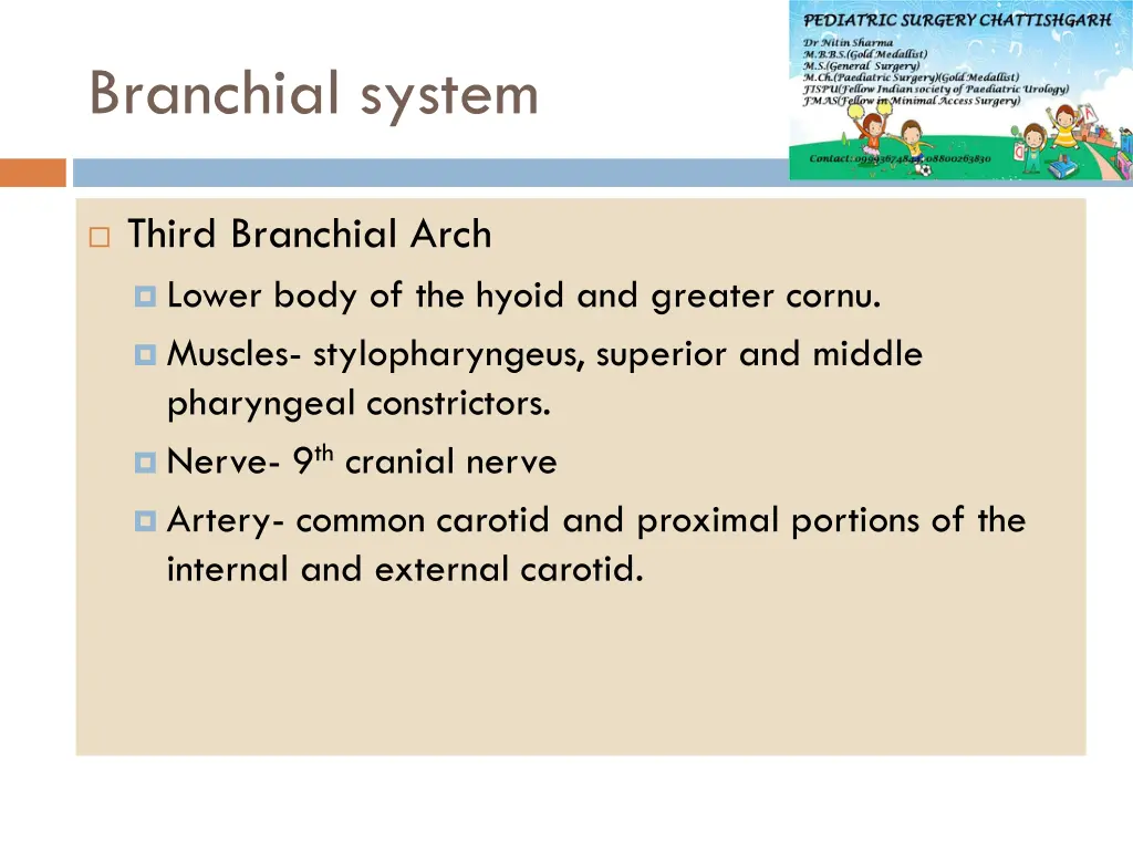 branchial system 3