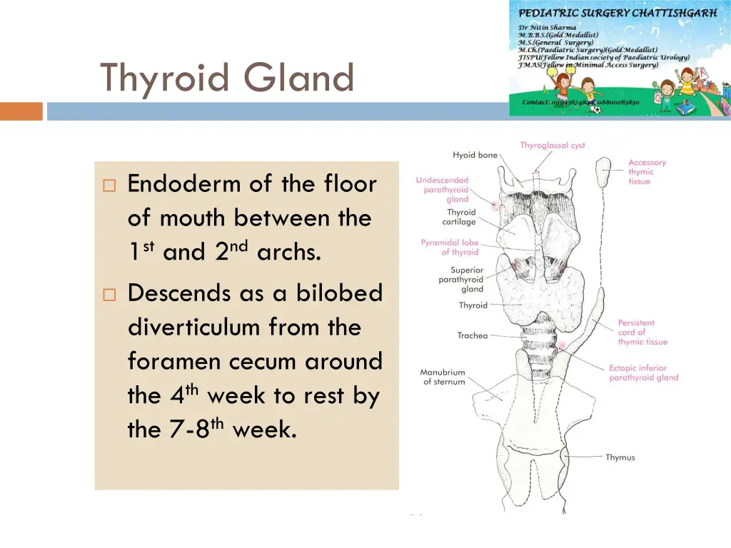 thyroid gland