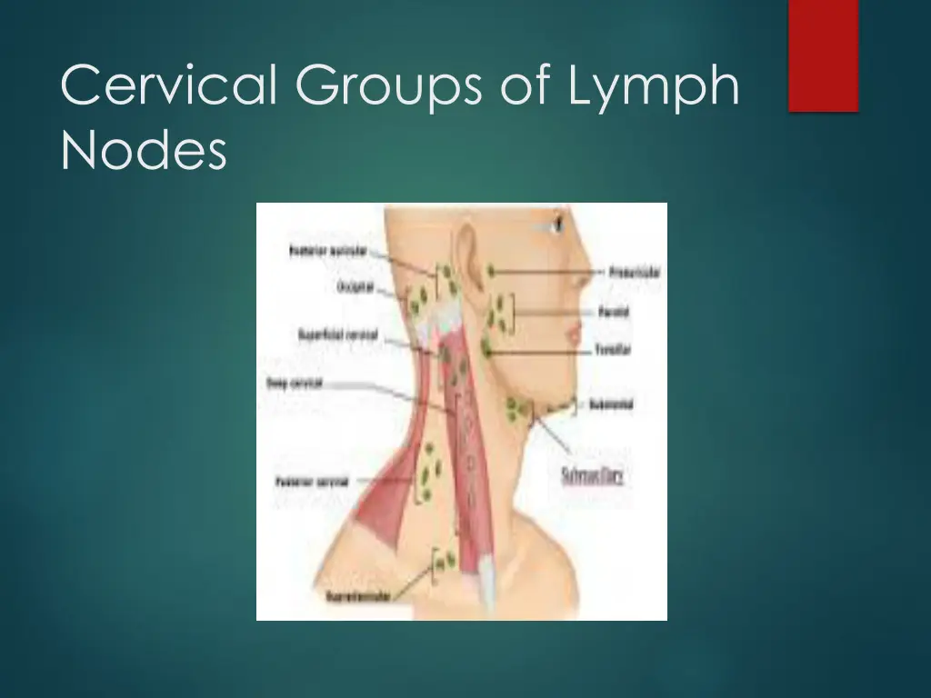 cervical groups of lymph nodes