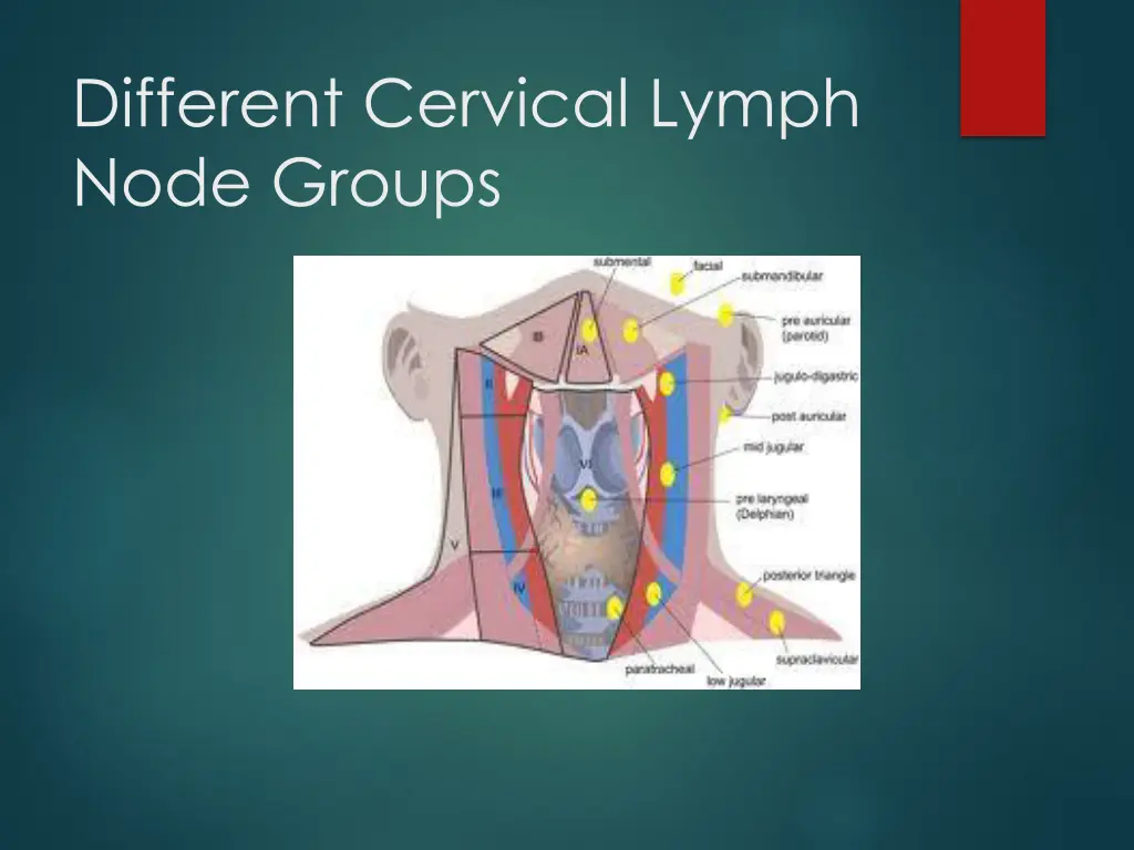 different cervical lymph node groups