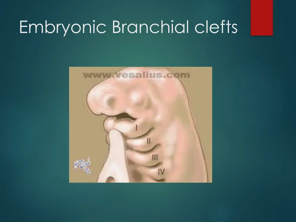 embryonic branchial clefts