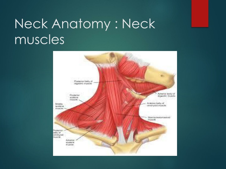 neck anatomy neck muscles