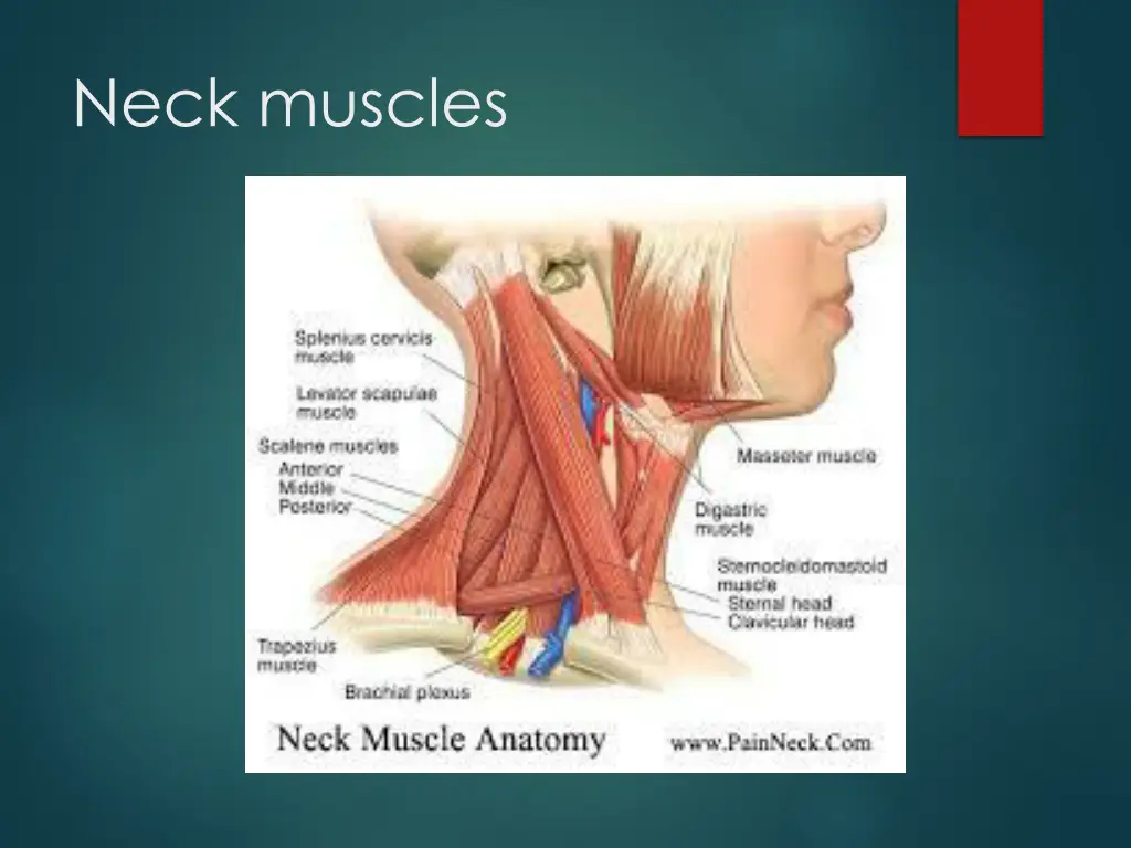 neck muscles