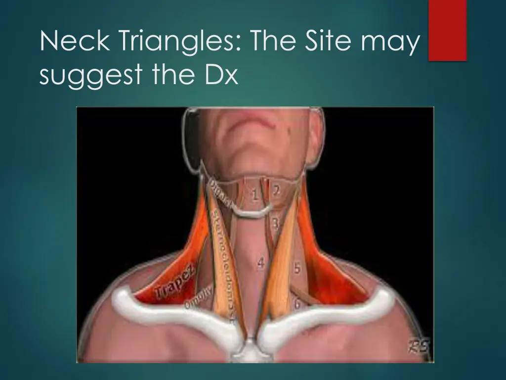 neck triangles the site may suggest the dx