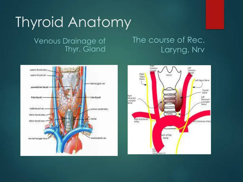 thyroid anatomy 1