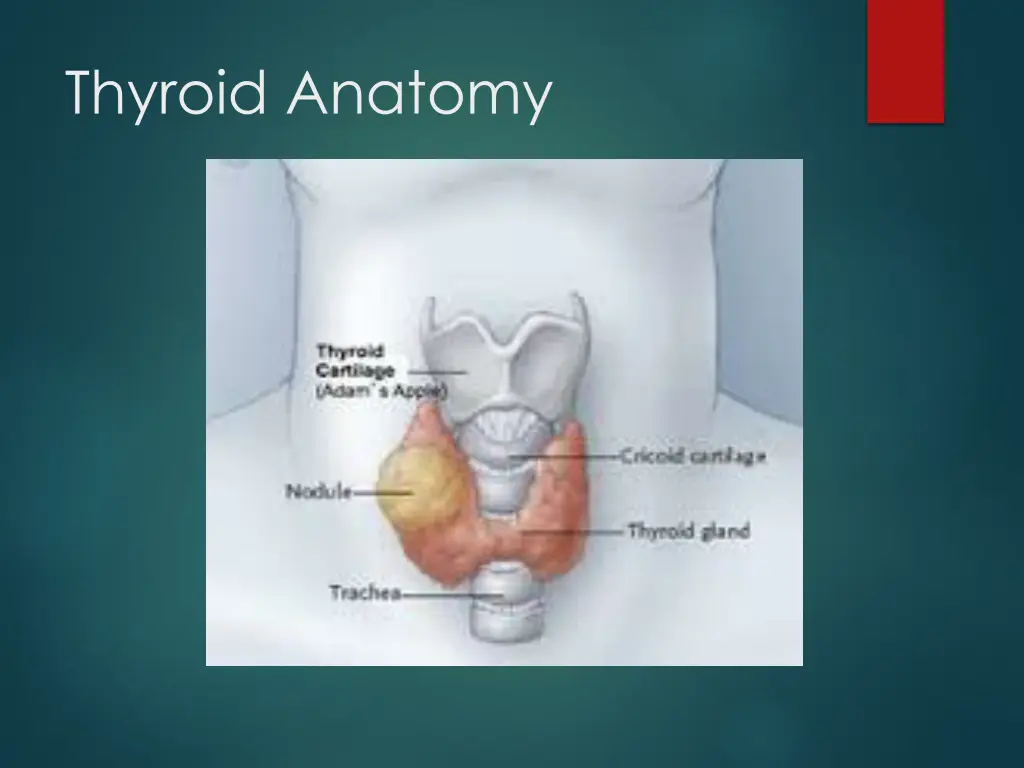 thyroid anatomy