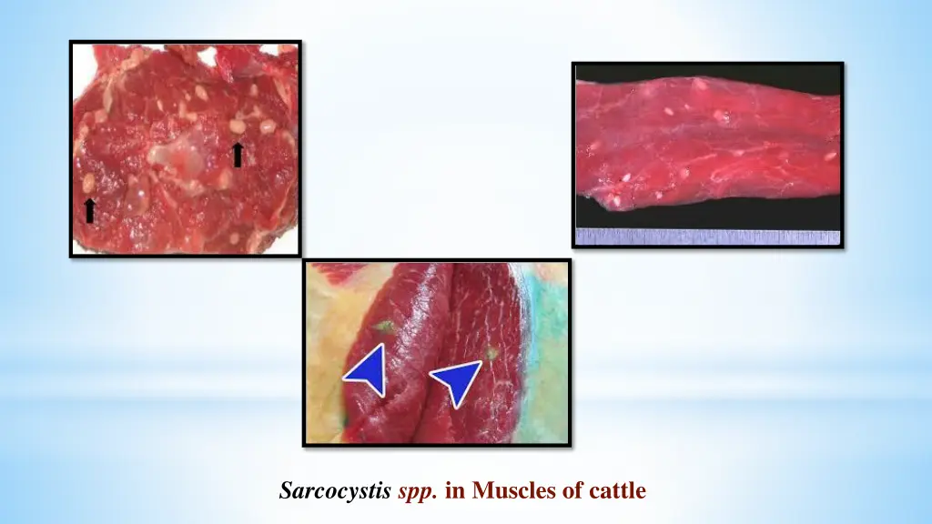 sarcocystis spp in muscles of cattle