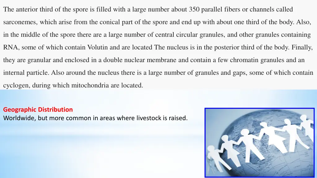 the anterior third of the spore is filled with