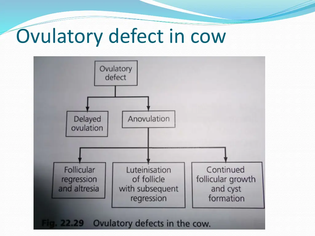 ovulatory defect in cow