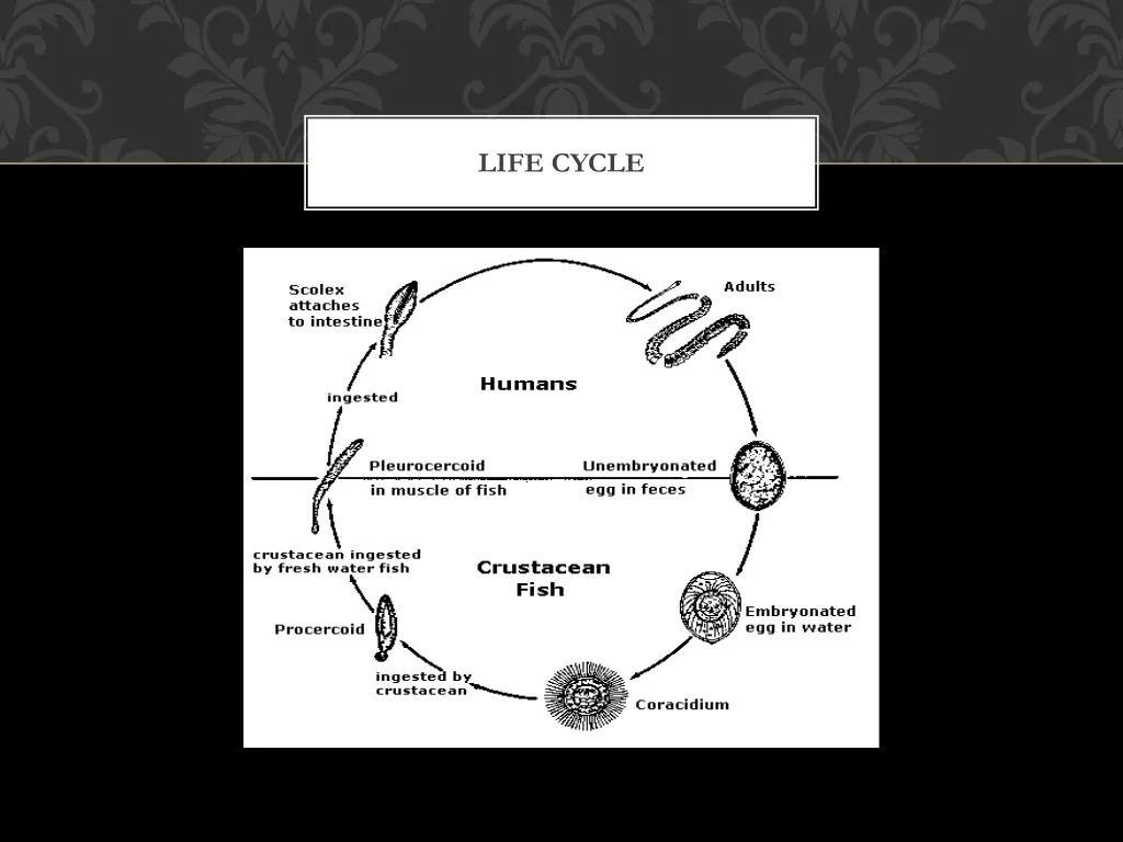 life cycle