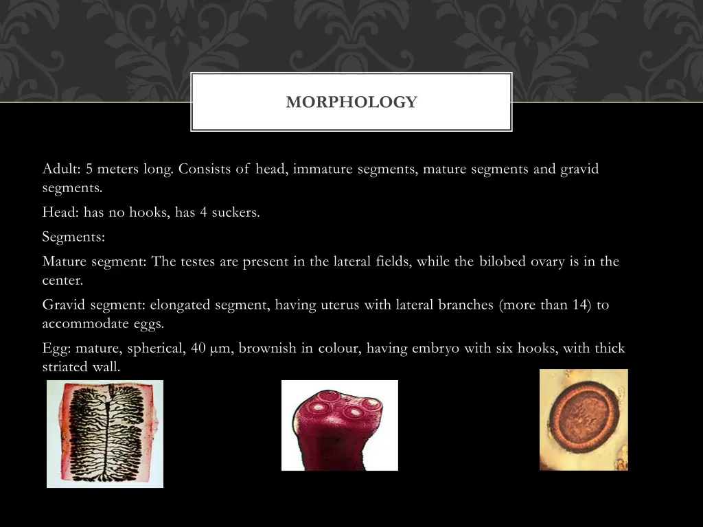 morphology 1