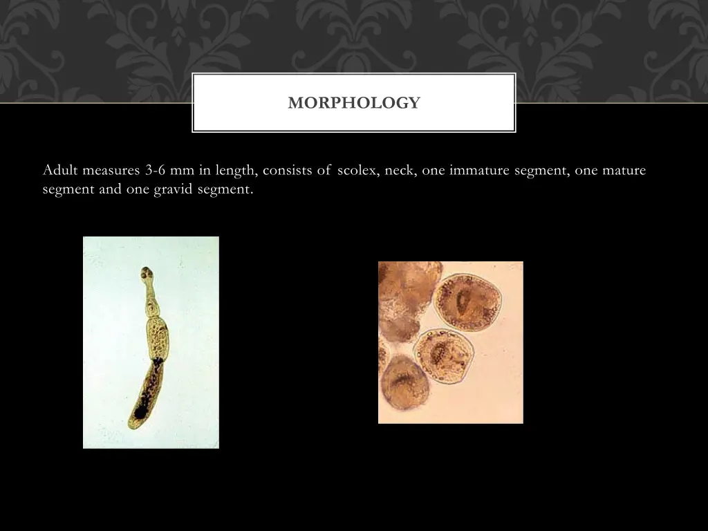 morphology 3