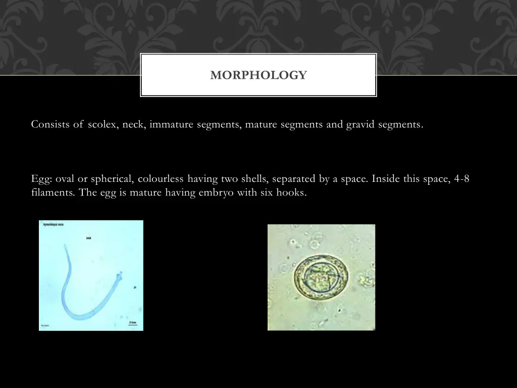 morphology 4