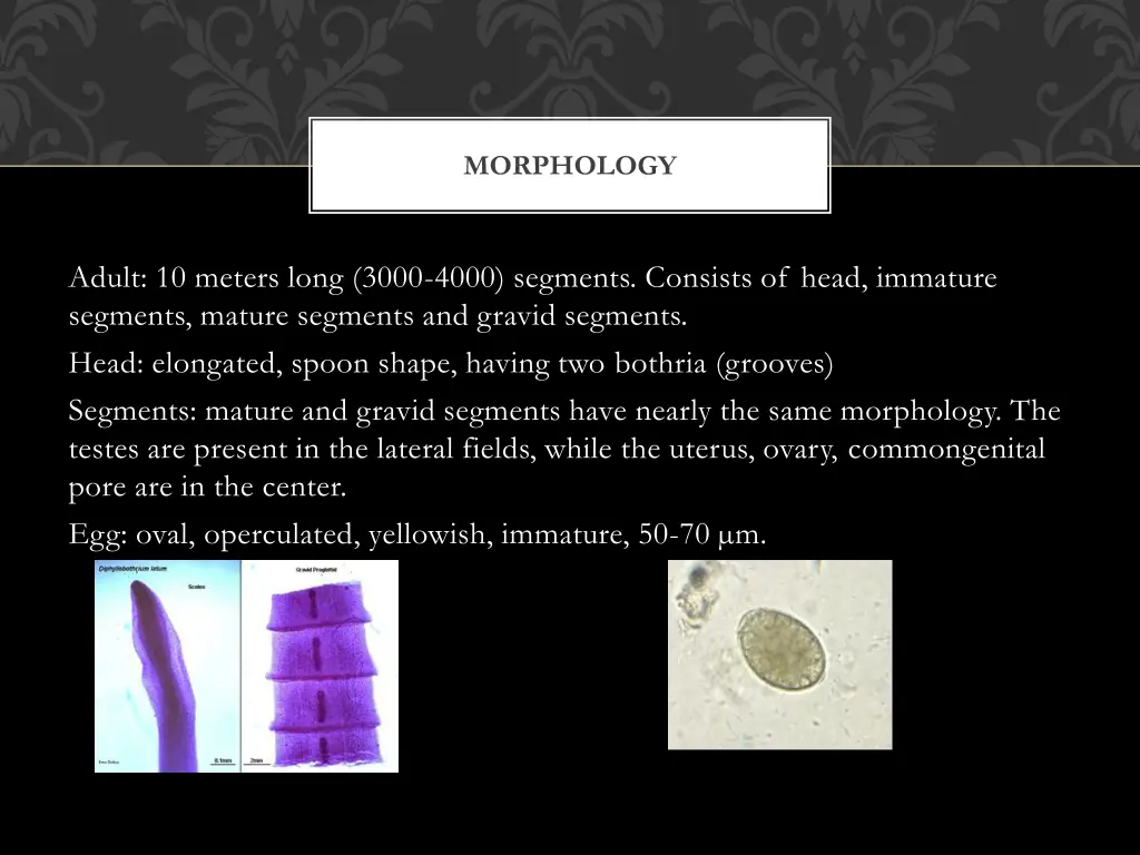 morphology