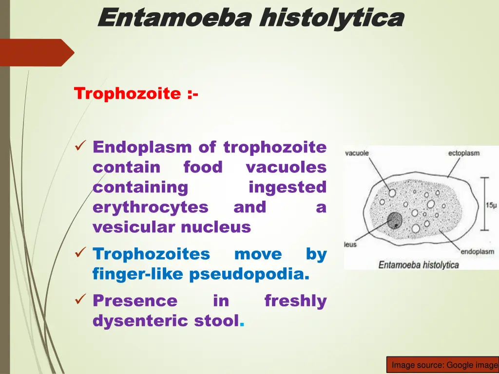 entamoeba entamoeba histolytica 1